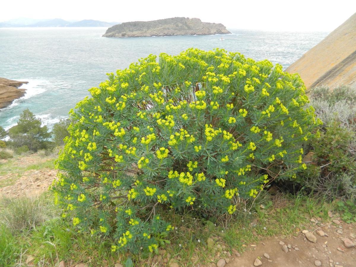 Le Patio Du Pitchounet * La Ciotat